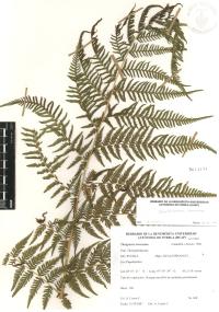 Macrothelypteris torresiana image